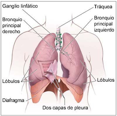 fisioterapia respiratoria