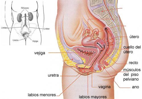 suelo pélvico e incontinencia urinaria